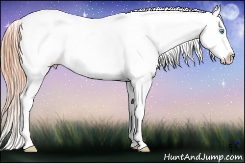 Horse Color:Buckskin Pearl Dun Appaloosa Rabicano 