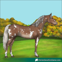Horse Color:White Spotted Silver Black 