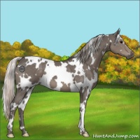 Horse Color:White Spotted Silver Black 