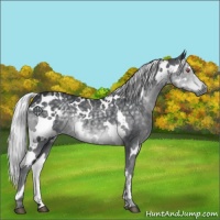 Horse Color:White Spotted Silver Black Chinchilla 