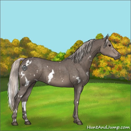 Horse Color:White Spotted Silver Black 