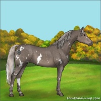 Horse Color:White Spotted Silver Black