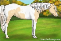 Horse Color:Gold Cream Champagne Dun Tobiano Blanket 