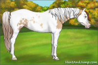 Horse Color:Gray Gold Champagne Roan Dun Splash Tobiano Blanket