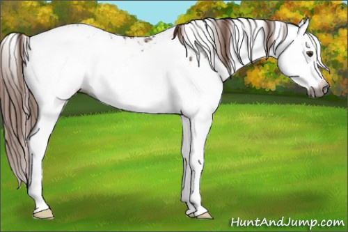 Horse Color:Gray Chestnut Ice Sabino Splash Blanket 