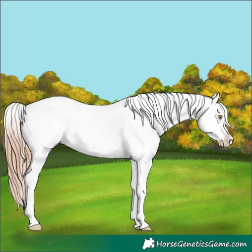 Horse Color:Gold Champagne Tobiano Near Leopard 