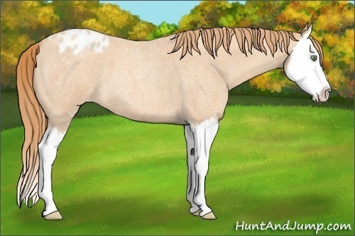 Horse Color:Gold Champagne Roan Splash Appaloosa