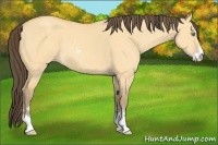 Horse Color:Amber Cream Champagne Dun Sabino 