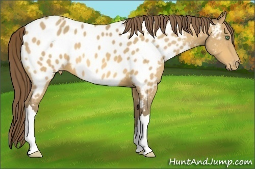 Horse Color:Amber Cream Champagne Appaloosa 
