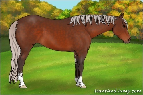 Horse Color:Silver Brown Sabino 