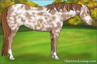Horse Color:Chestnut Ice Appaloosa 