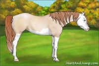Horse Color:Classic Champagne Pearl Splash 