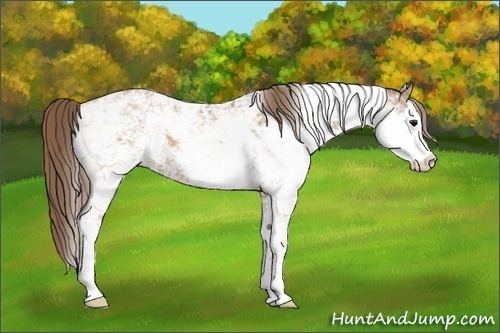 Horse Color:Black Pearl Sabino