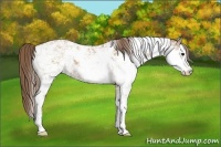 Horse Color:Black Pearl Sabino 