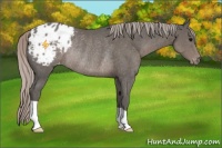 Horse Color:Silver Black Appaloosa Rabicano 
