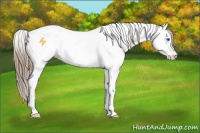 Horse Color:Black Pearl Sabino Splash Tobiano 