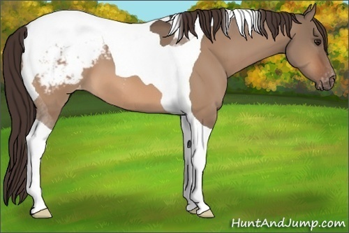 Horse Color:Brown Dun Tobiano Appaloosa 