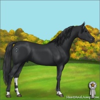 Horse Color:Black  and Black 