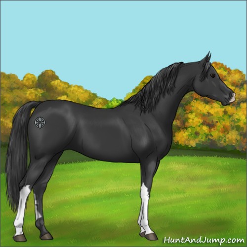 Horse Color:Black 