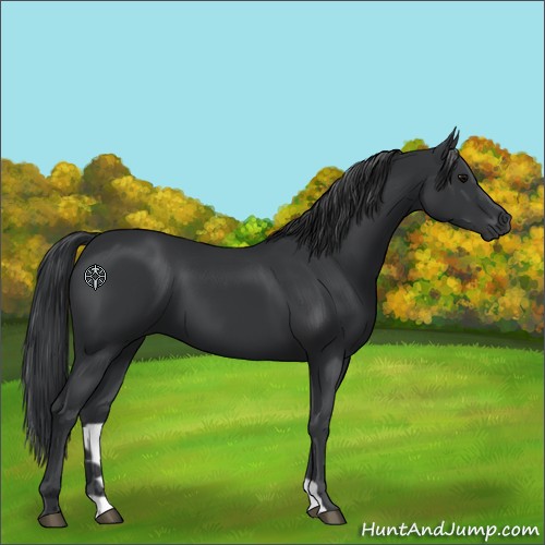 Horse Color:Black 