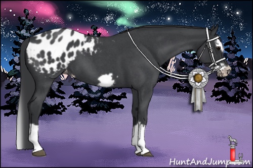 Horse Color:Blue Roan Splash Frame Appaloosa 