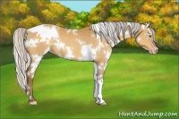 Horse Color:White Spotted Silver Amber Cream Champagne 