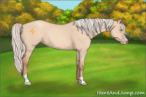 Horse Color:Silver Amber Champagne Dun Sabino 