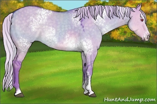 Horse Color:Watercolor White Spotted Silver Grullo Chinchilla Sabino 
