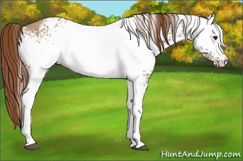 Horse Color:White Spotted Red Dun