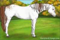 Horse Color:White Spotted Red Dun 