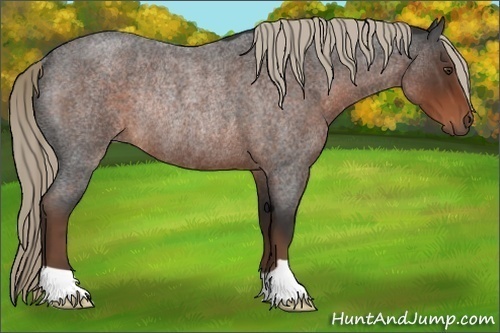 Horse Color:Liver Red Roan Rabicano 