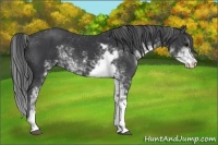 Horse Color:Black Sabino 