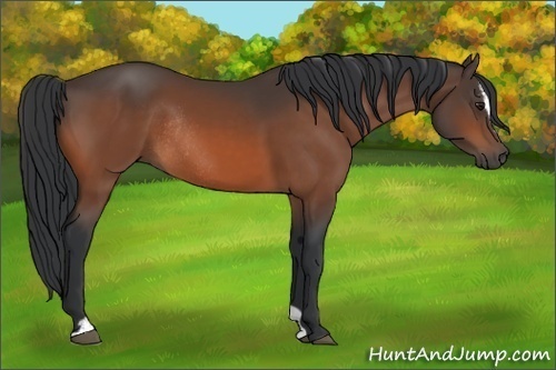 Horse Color:Brown Sabino Rabicano 