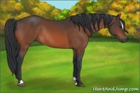 Horse Color:Brown Sabino Rabicano 
