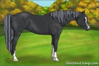 Horse Color:Painted Black Sabino 