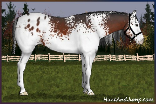 Horse Color:White Spotted Brown Appaloosa 