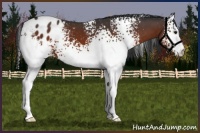 Horse Color:White Spotted Brown Appaloosa 
