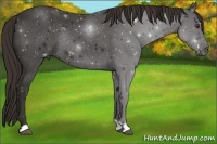 Horse Color:Liver Chestnut Rabicano 