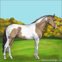 Horse Color:Bay Dun Tobiano