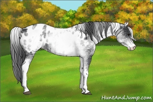 Horse Color:White Spotted Black Appaloosa 