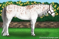 Horse Color:White Spotted Bay Splash  and White Spotted Bay Splash 