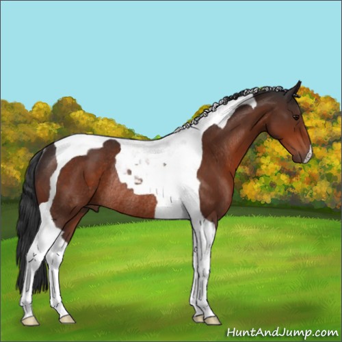 Horse Color:Bay Tobiano Rabicano 