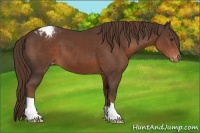 Horse Color:Liver Chestnut Appaloosa