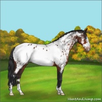 Horse Color:Brown Frame Near Leopard 