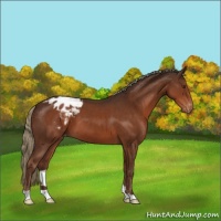 Horse Color:Liver Chestnut Appaloosa 