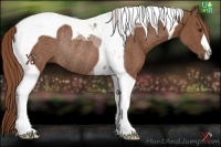 Horse Color:Chestnut Tobiano Rabicano 