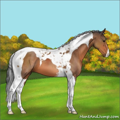 Horse Color:Bay Tobiano 