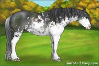 Horse Color:Black Sabino Rabicano