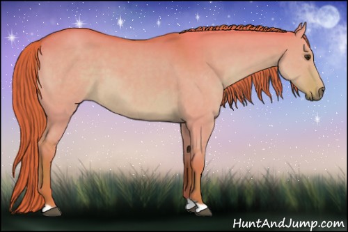 Horse Color:Watercolor Red Dun 