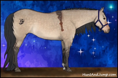 Horse Color:Bay Dun 